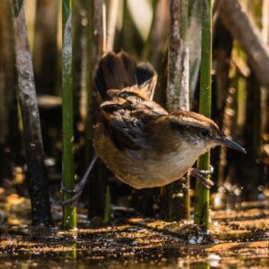 Proyecto estuario de Rapel