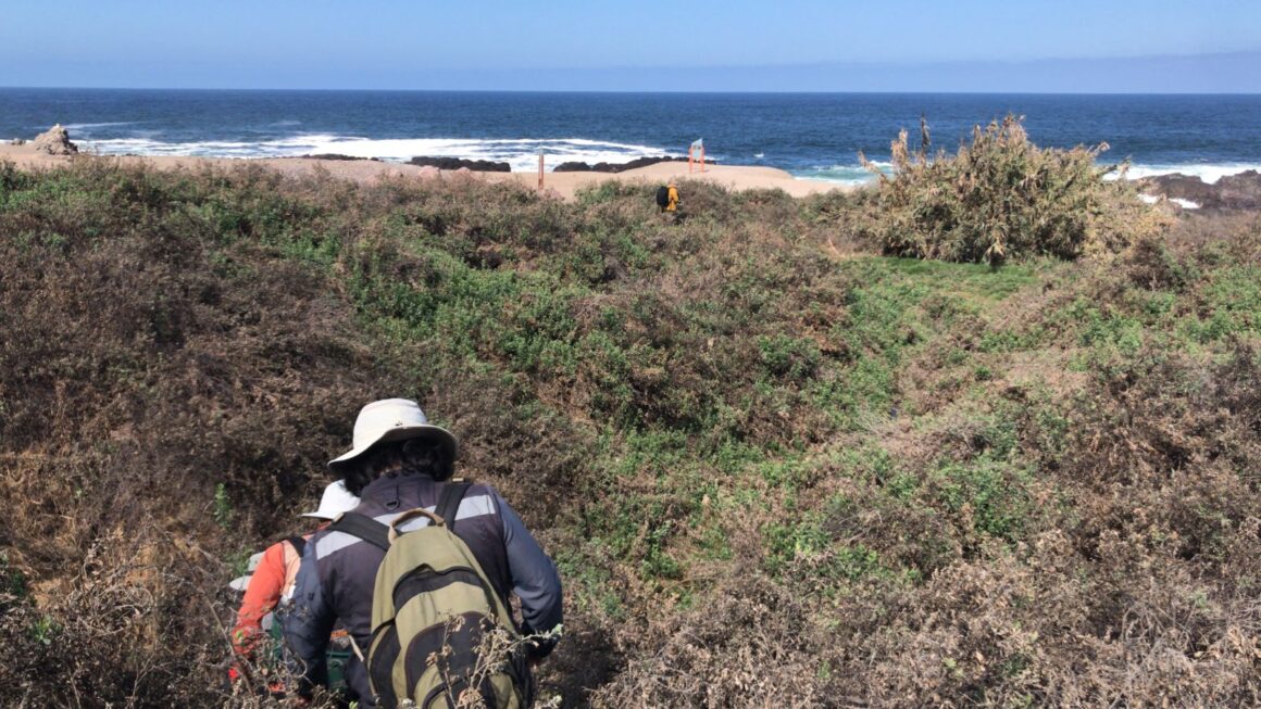 El fascinante mundo de los artrópodos: Un viaje a la Aguada de La Chimba y otras áreas de Conservación en Antofagasta