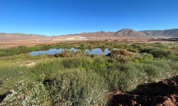 Red de Humedales de Antofagasta: El proyecto con el que Fundación Kennedy propone proteger todos los humedales urbanos de la ciudad