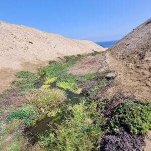Conoce el humedal urbano Vertientes de la Chimba Norte