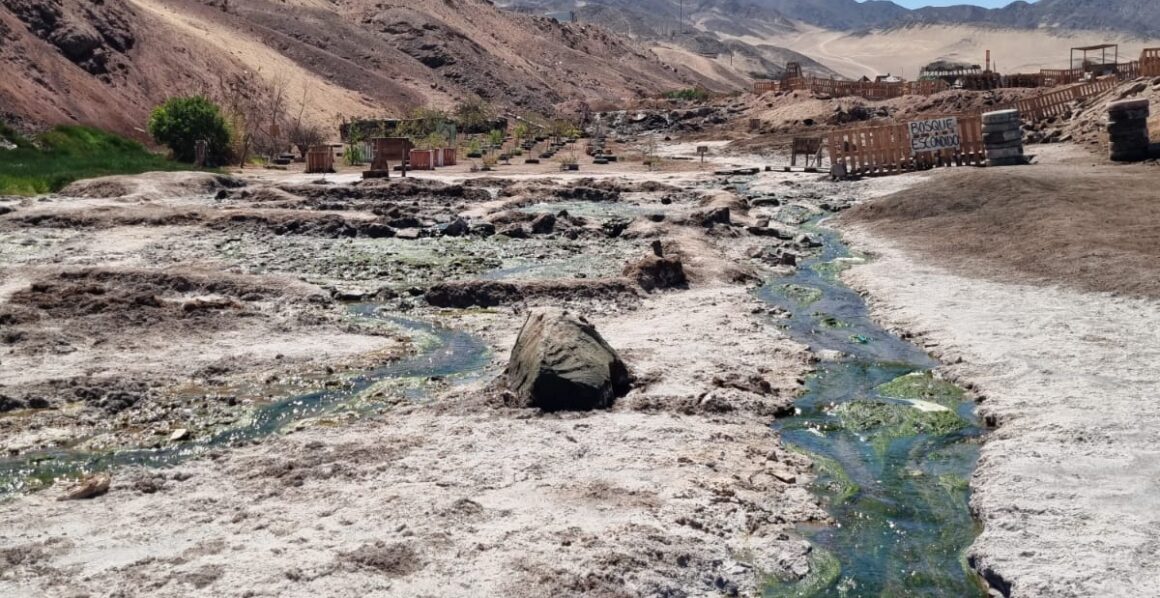 Conoce el humedal Vertientes de Carrizo, en Antofagasta