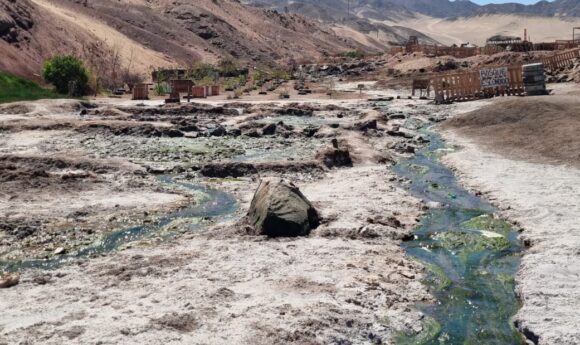 Conoce el humedal Vertientes de Carrizo, en Antofagasta