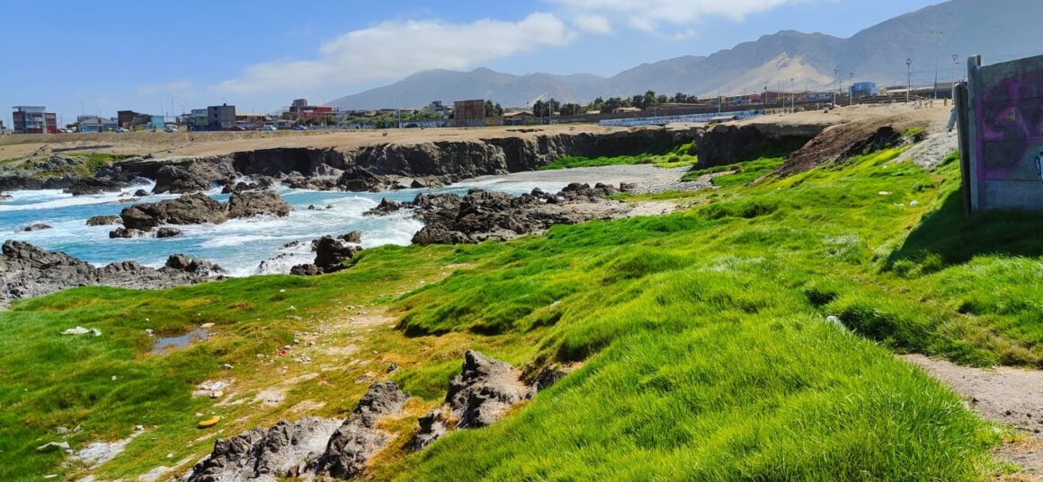 Conoce el humedal La Cascada, en Antofagasta