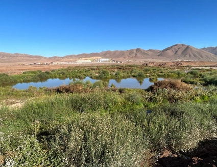 Conoce el humedal urbano Salar del Carmen, en Antofagasta