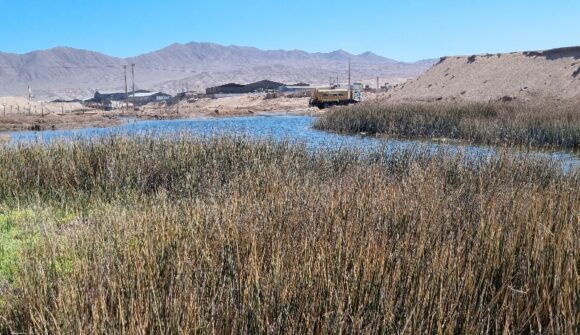 Conoce el humedal La Negra, en Antofagasta