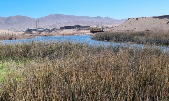 Conoce el humedal La Negra, en Antofagasta