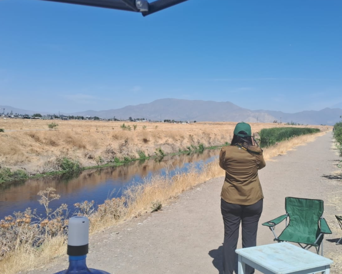 Conservación humedal Estero Las Cruces