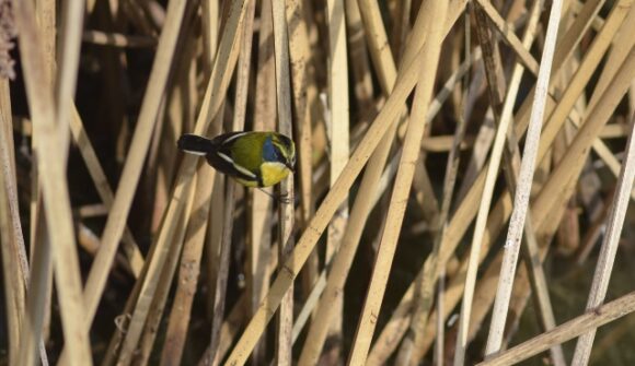 «Fiu» en Algarrobo: nuevo registro del siete colores en humedal San Jerónimo