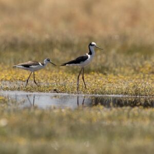 Nuevo tríptico «Habitantes del Humedal» invita a conocer la biodiversidad de Quilicura