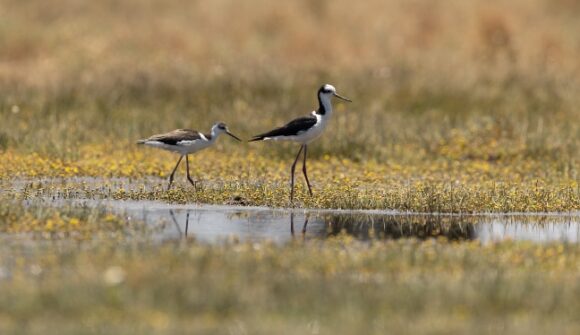 Nuevo tríptico «Habitantes del Humedal» invita a conocer la biodiversidad de Quilicura